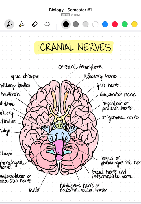 MyScript Notes on iPad